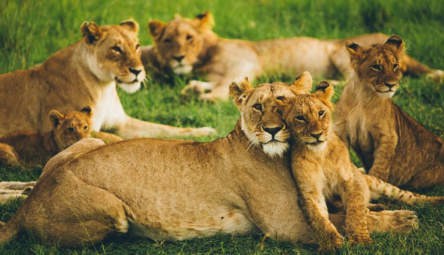 Best-Time-to-Visit-Maasai-Mara-for-a-Safari