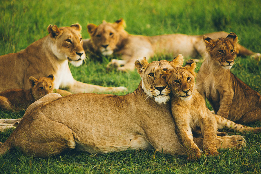 Best-Time-to-Visit-Maasai-Mara-for-a-Safari