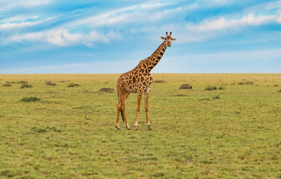 Muthu Keekorok Lodge, Maasai Mara – FULL BOARD