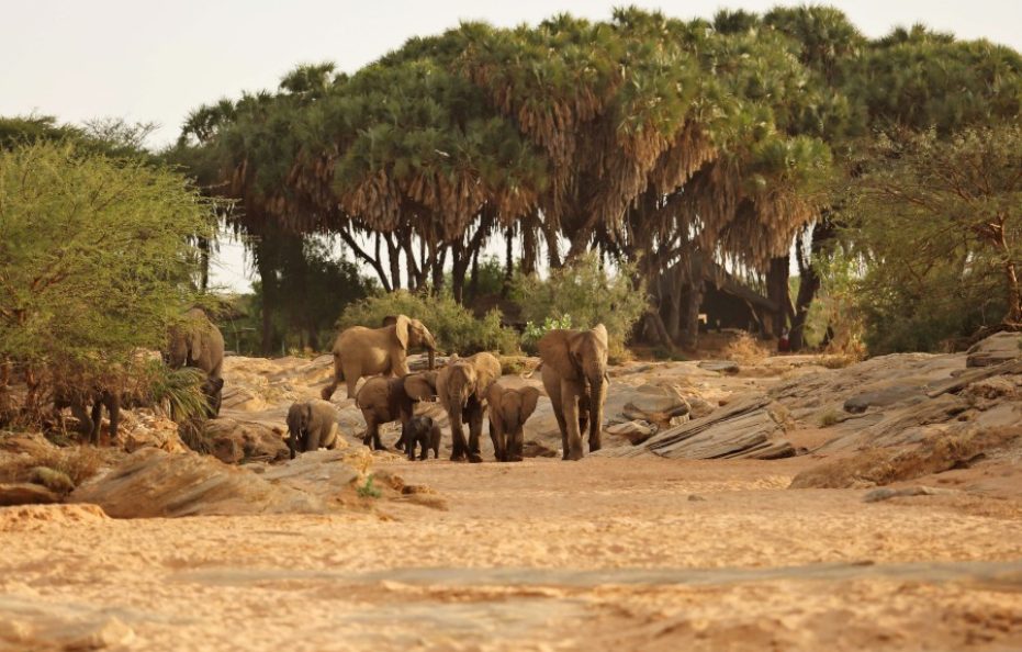 Saruni Rhino – Sera Conservancy, Samburu