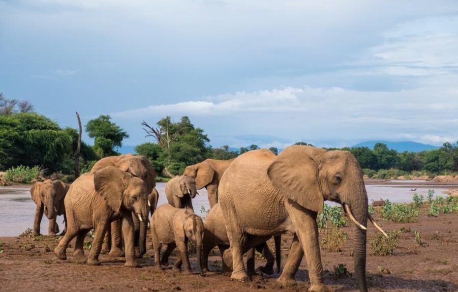 Basecamp Samburu – Kalama Conservancy, Samburu