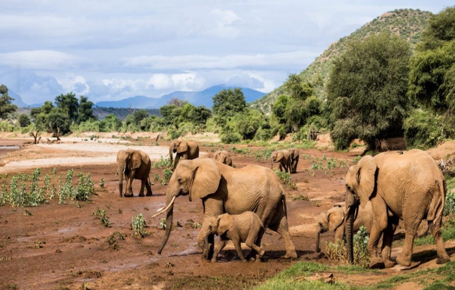 Basecamp Samburu – Kalama Conservancy, Samburu